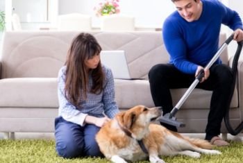 Carpet Flea Treatment